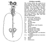 Collotheca mutabilis