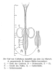 Collotheca mutabilis