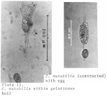 Collotheca mutabilis