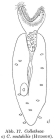 Collotheca mutabilis