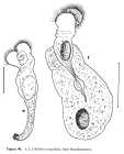 Collotheca mutabilis