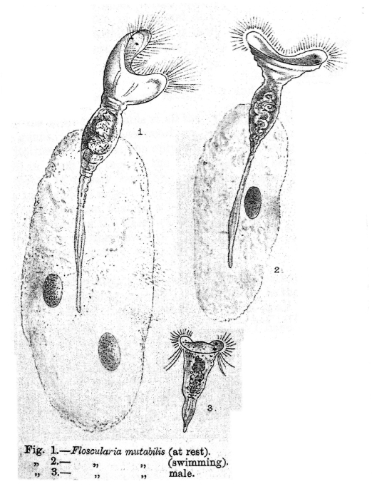 Collotheca mutabilis - Original description image