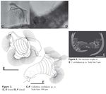 Collotheca orchidacea - Original description image