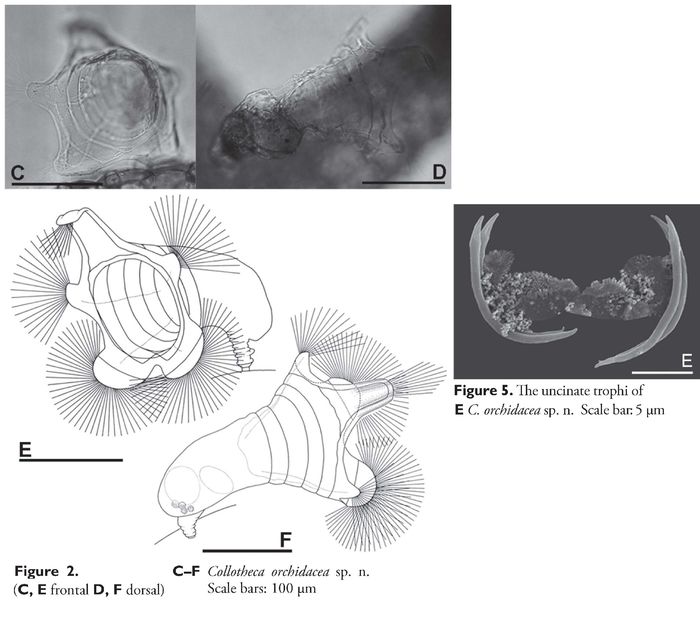 Collotheca orchidacea - Original description image