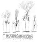 Collotheca ornata