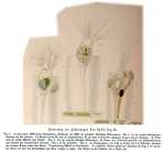 Collotheca ornata