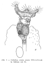 Collotheca ornata