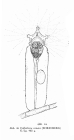 Collotheca ornata