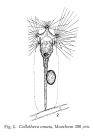 Collotheca ornata