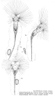 Collotheca ornata