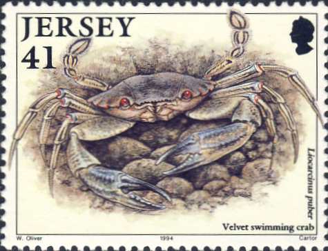 Liocarcinus puber