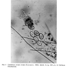 Collotheca ornata