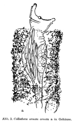 Collotheca ornata