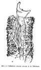 Collotheca ornata