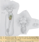 Collotheca ornata