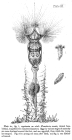 Collotheca ornata