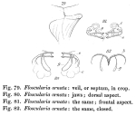 Collotheca ornata