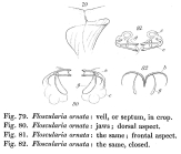 Collotheca ornata