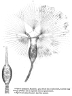 Collotheca ornata