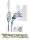 Collotheca ornata