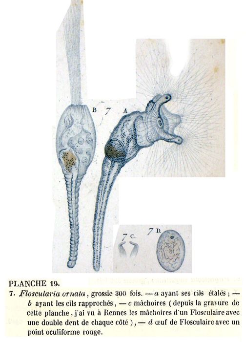Collotheca ornata Collotheca ornata