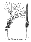 Collotheca ornata