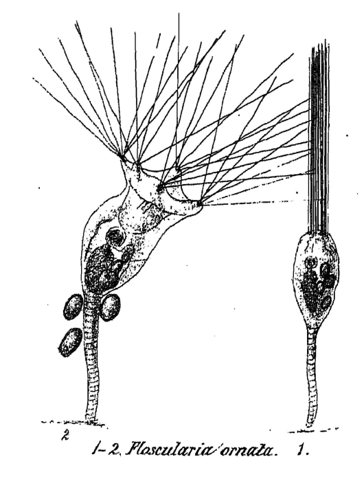 Collotheca ornata Collotheca ornata