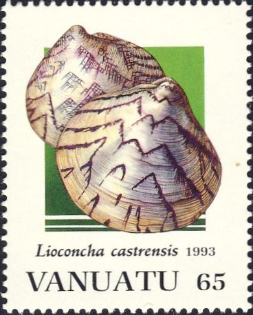 Lioconcha castrensis