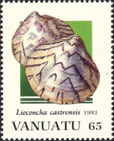 Lioconcha castrensis Lioconcha castrensis