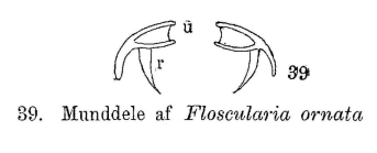 Collotheca ornata
