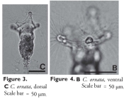 Collotheca ornata