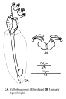 Collotheca ornata