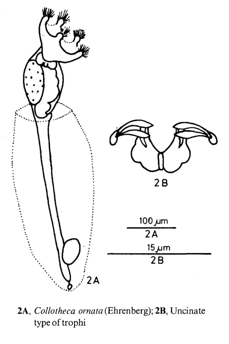 Collotheca ornata Collotheca ornata