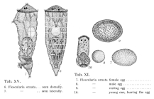 Collotheca ornata