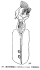 Collotheca ornata