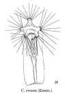 Collotheca ornata