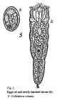 Collotheca ornata