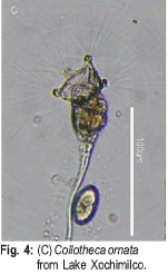 Collotheca ornata