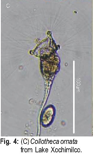 Collotheca ornata Collotheca ornata