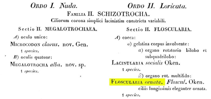 Collotheca ornata - Original description image