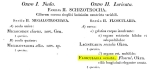 Collotheca ornata