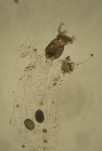 Collotheca ornata