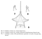 Collotheca ornata var. cornuta