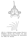 Collotheca ornata var. cornuta