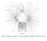 Collotheca ornata var. cornuta