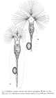 Collotheca ornata var. cornuta