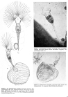 Collotheca ornata var. cornuta
