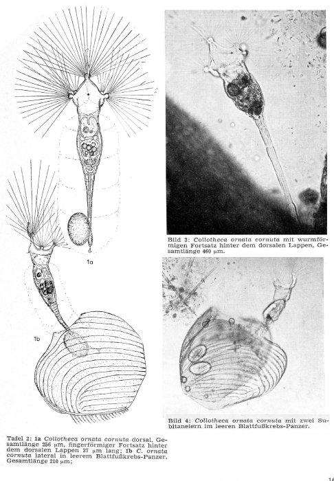 Collotheca ornata var. cornuta Collotheca ornata var. cornuta