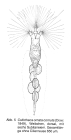 Collotheca ornata var. cornuta