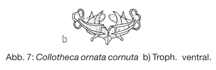 Collotheca ornata var. cornuta